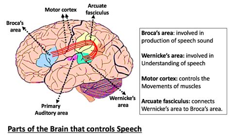 imitation and language areas overlap in humans
